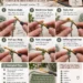 Numbered step-by-step panels showing how to single crochet, from inserting the hook to the finished stitch